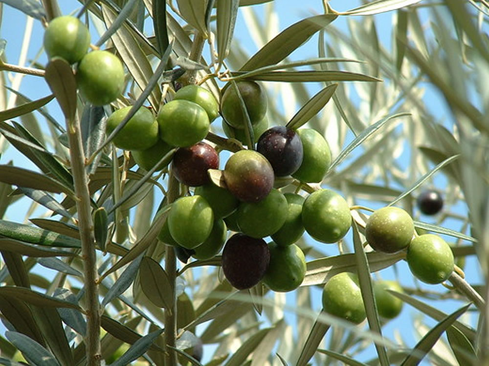 Olive Wreath Part 1